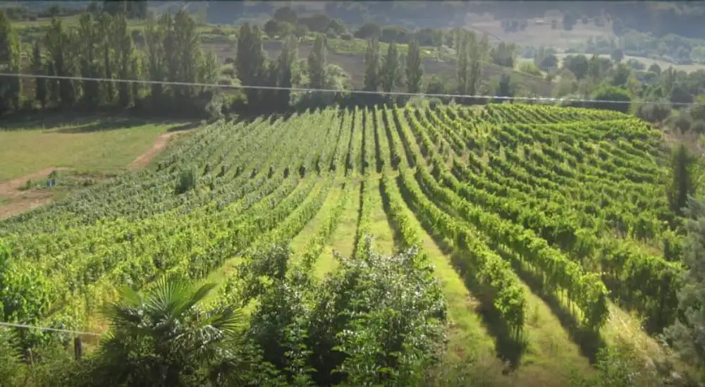 Vigna della Ripa