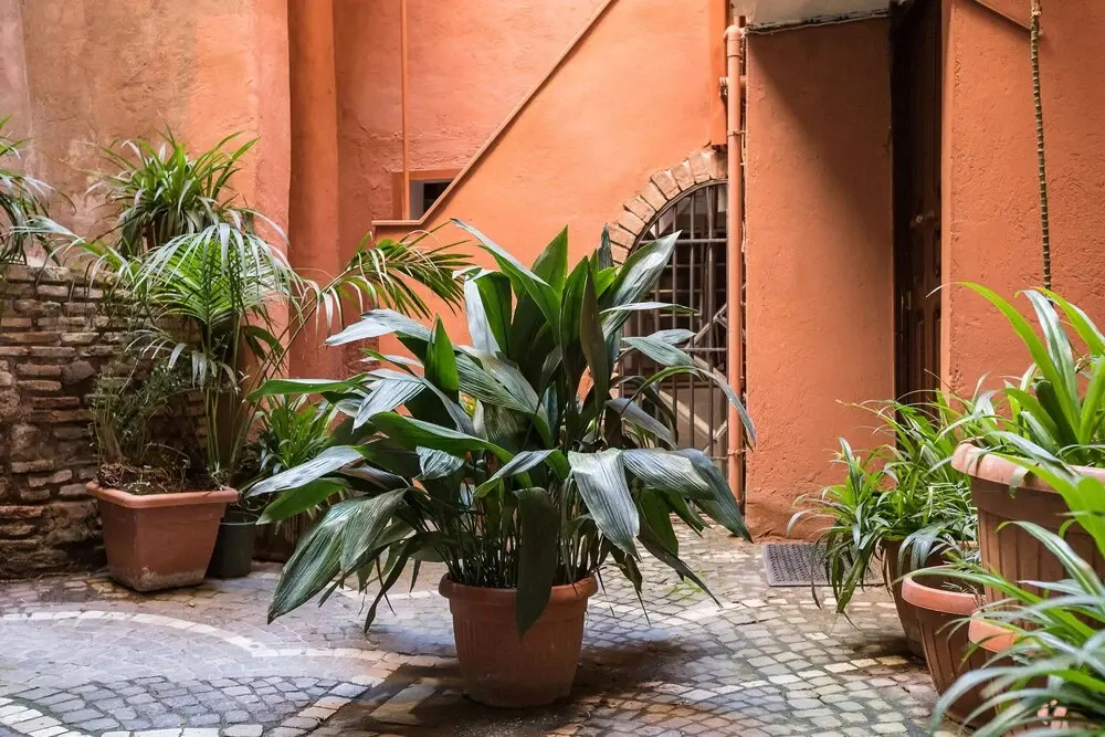 Campo dei Fiori White Flat