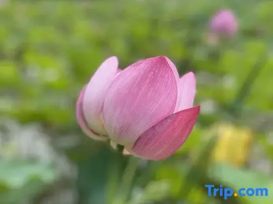 Xiyu Homestay (Beijing Tongzhou Universal Studios Resort Branch)