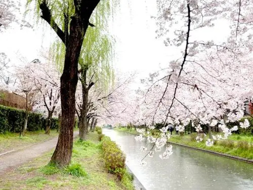 Suzume-An