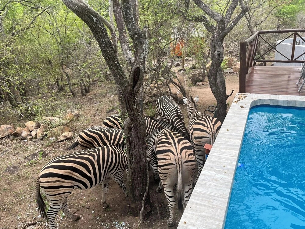 Kholiwe on Kruger Lodge