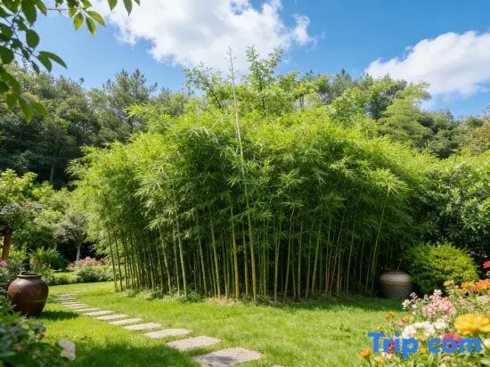 Shaoshan Love Shaoshan Talk · Mountain Scenery Courtyard Resort Garden B&B
