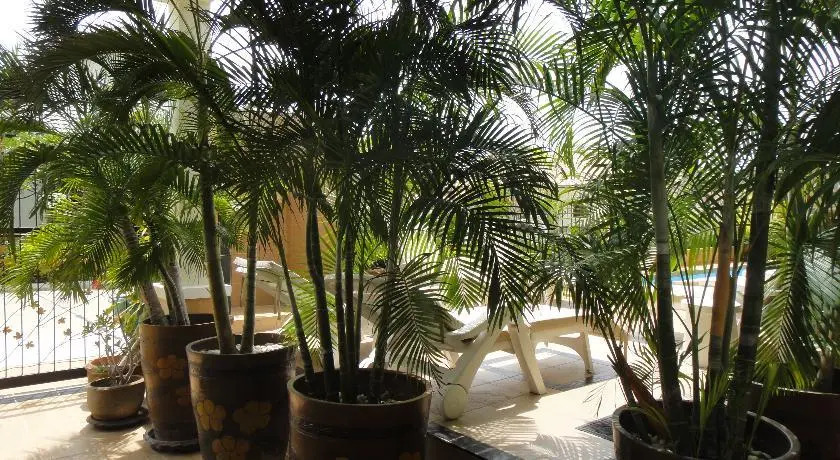 Palm Tree Villa