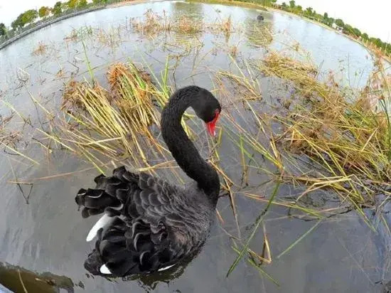 Mingzhu Lake Swan Garden Resort