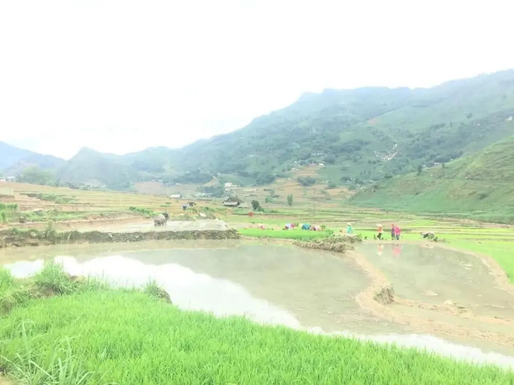 Golden Rice Garden Sapa