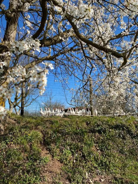 Cascina Bagaggera