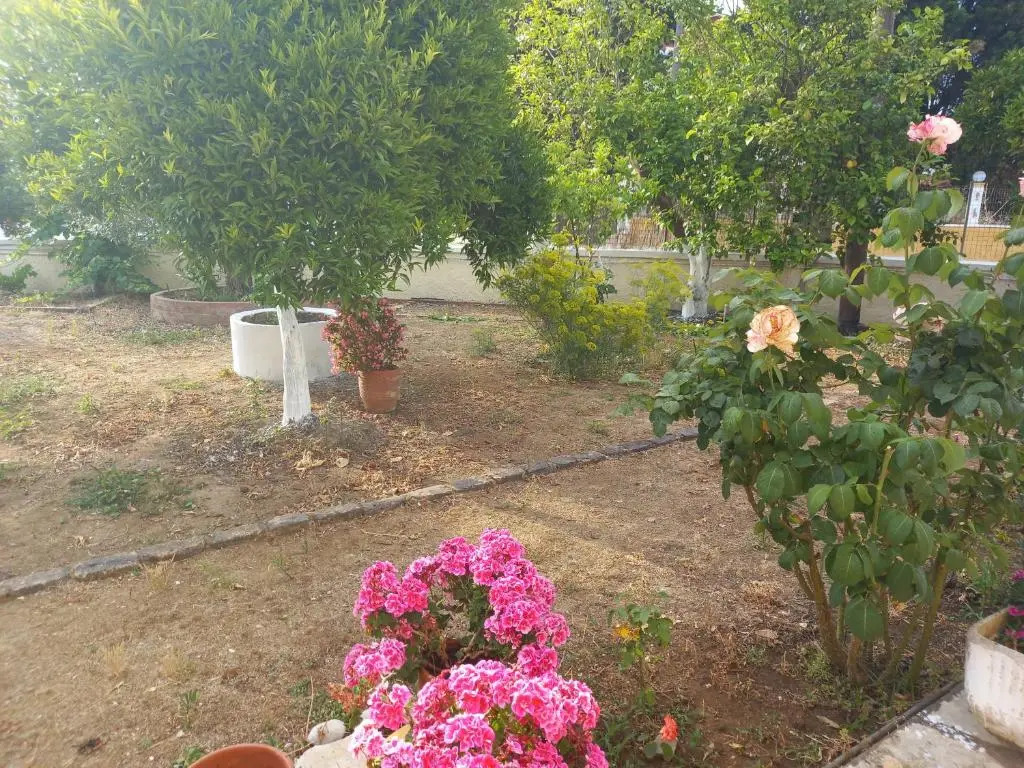 Lemon Garden