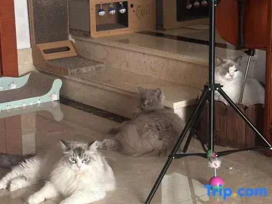 Guangzhou cats hotel