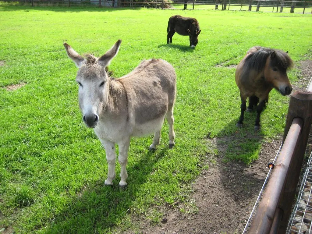 Logies De Hessie