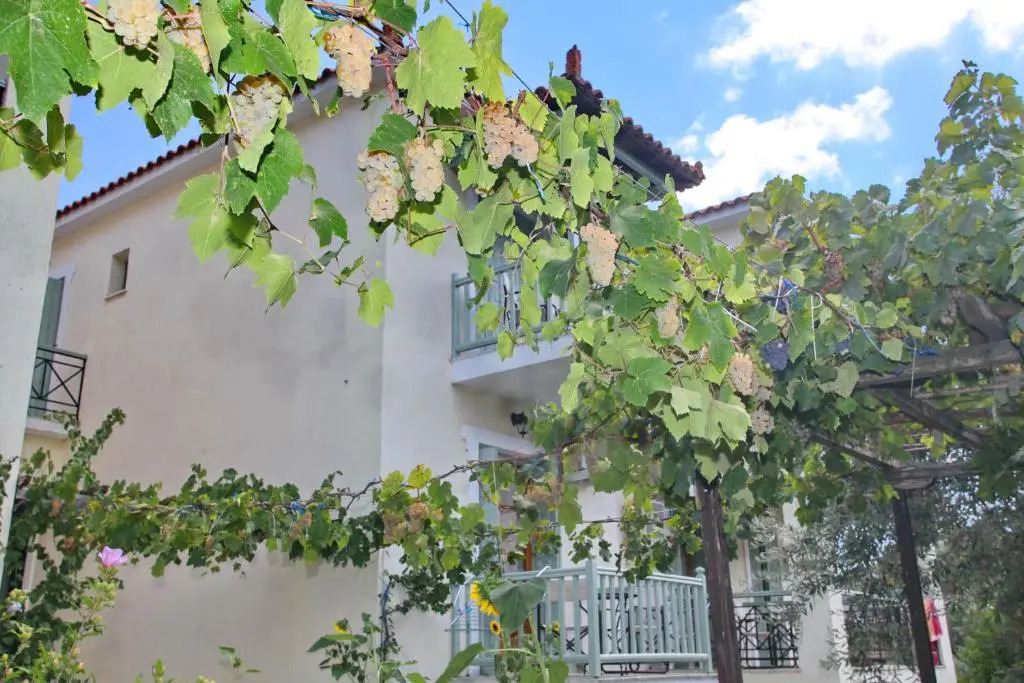 Pansion Prodromina