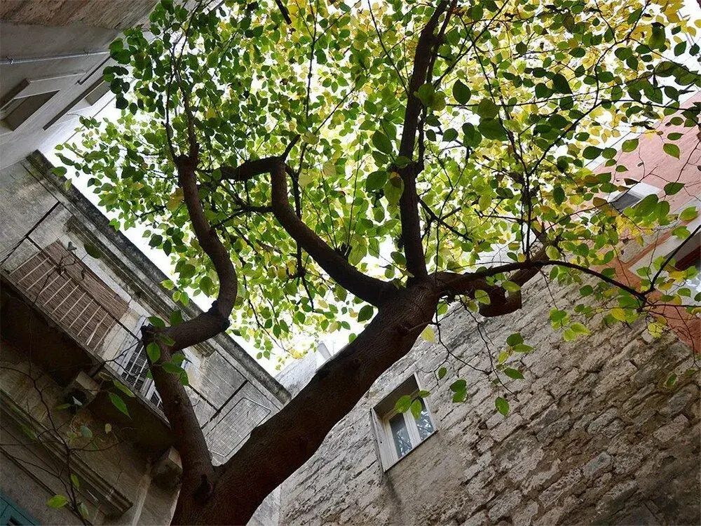 B&B Suite Home Trani Old Town