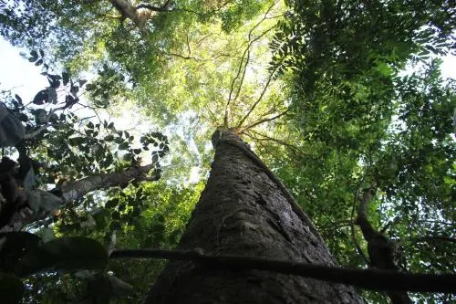 Casa Botania