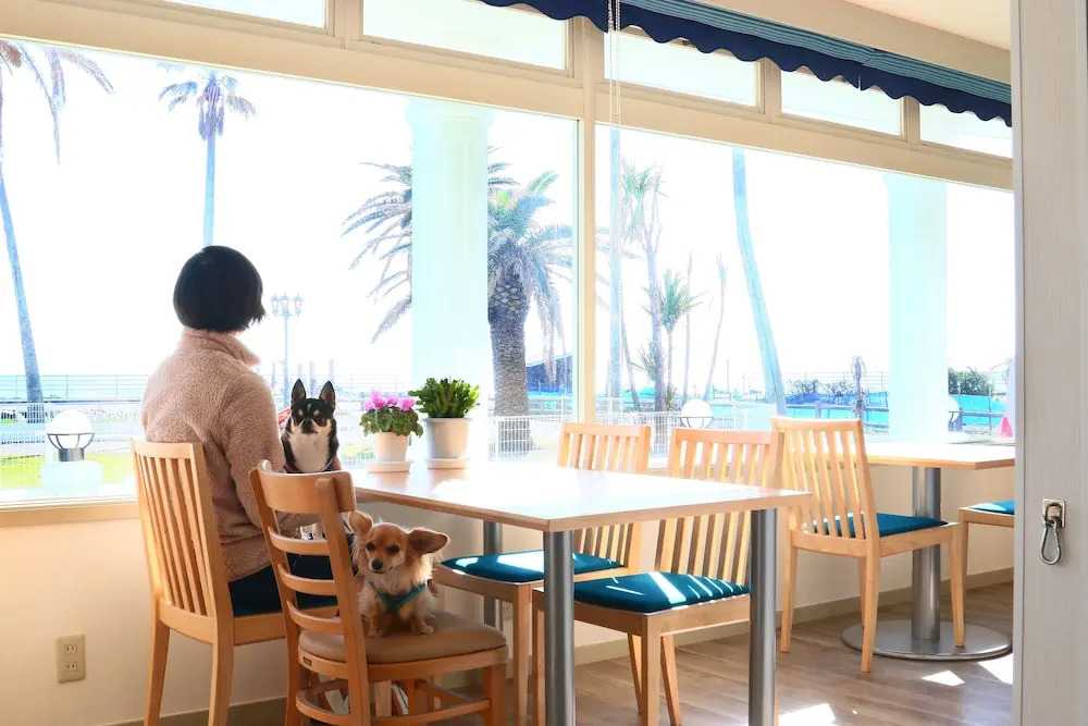 Marine Blue Where You Can Stay with Dogs