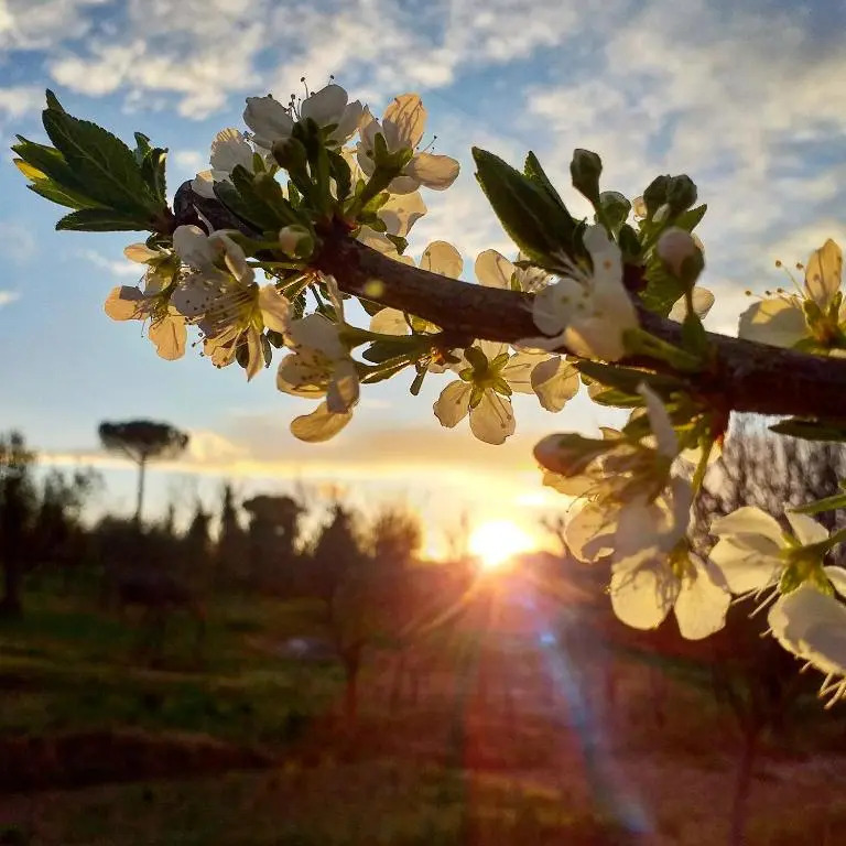 Podere La Vigna Locazione Turistica
