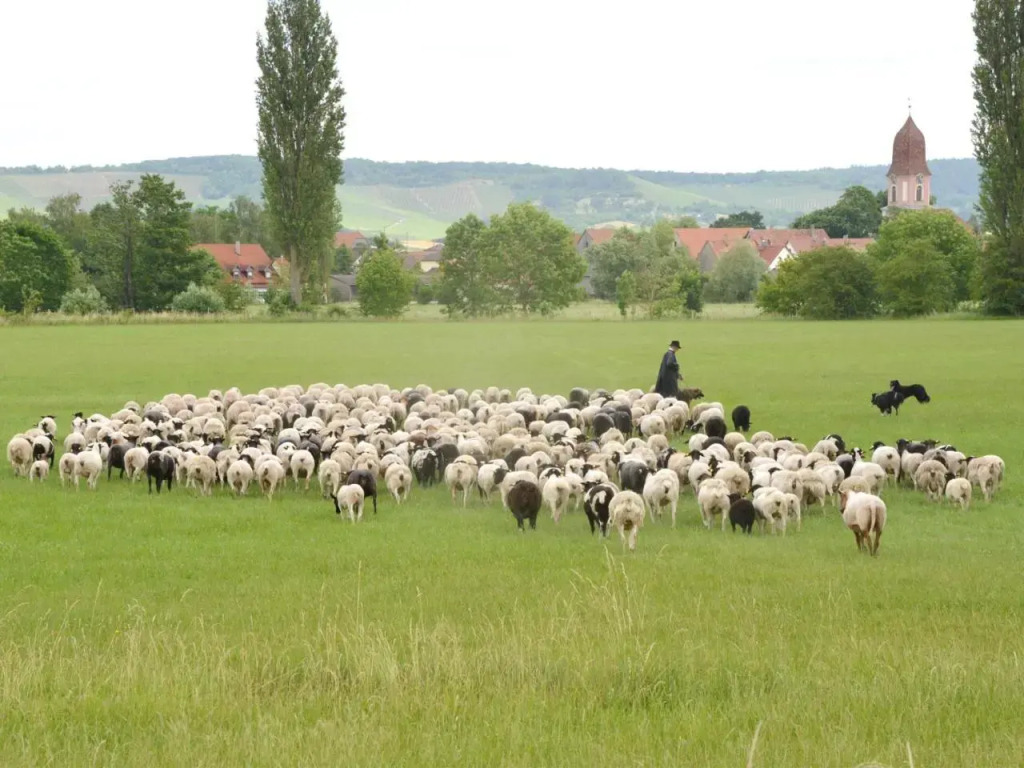 Ferienwohnungen Schuh