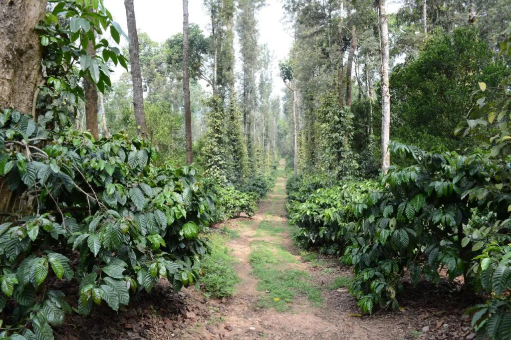 Heights Farm Stay - Nature Stay Near Madikeri