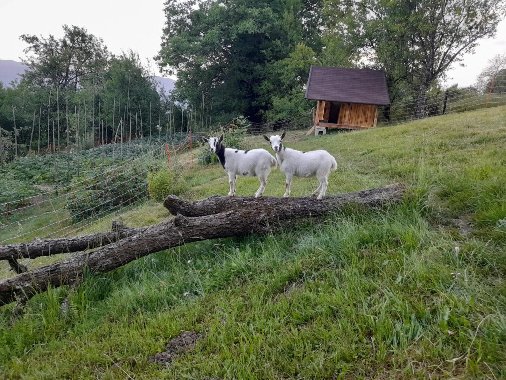 APARTMAJI GORENC