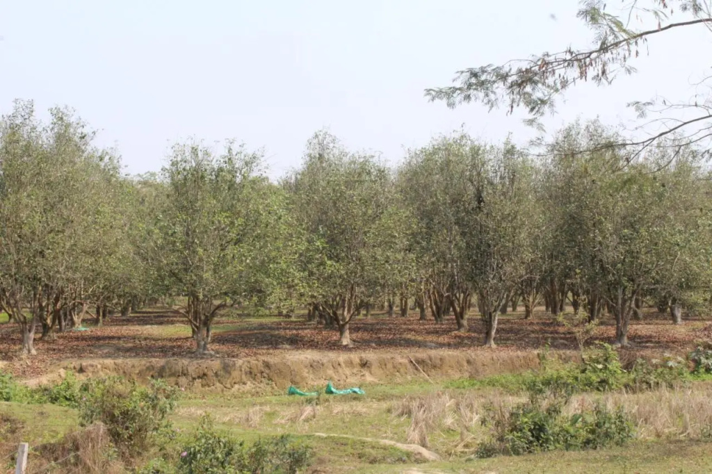 Chai Seeds Resort