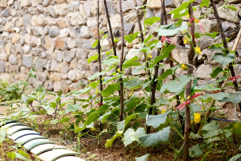 Roseann's Courtyard