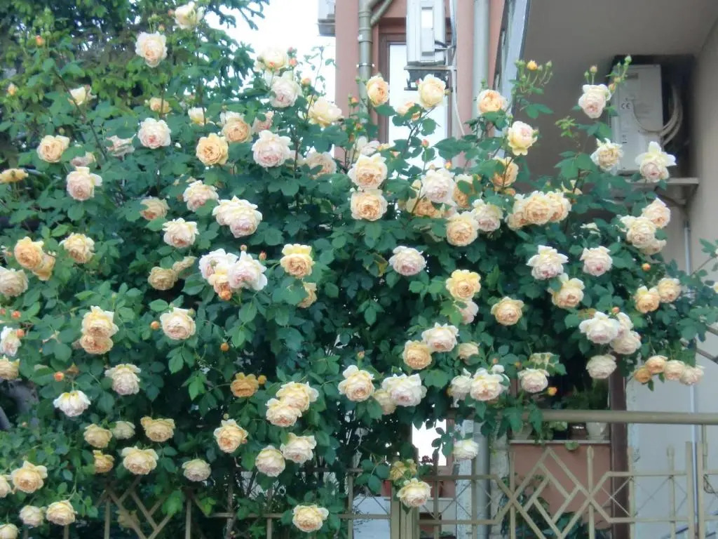Villa ani Sveti Vlas Bulgarian Black Sea Coast Open may to October