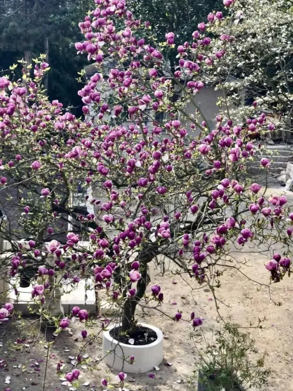 Villa Ananda Huo