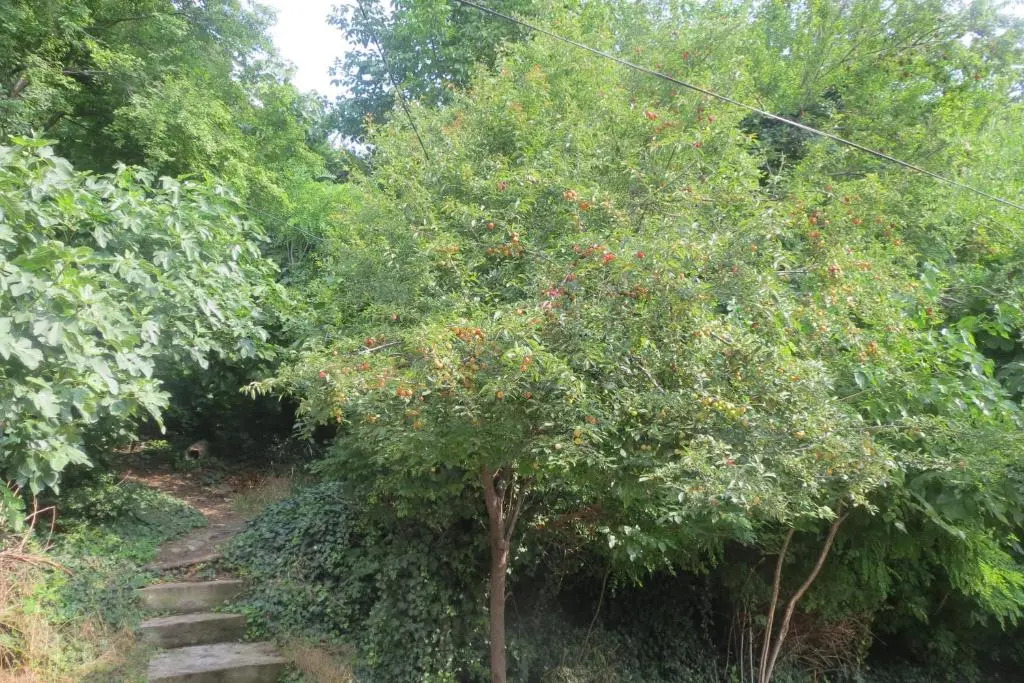 11 Elene Akhvlediani Khevi Flat