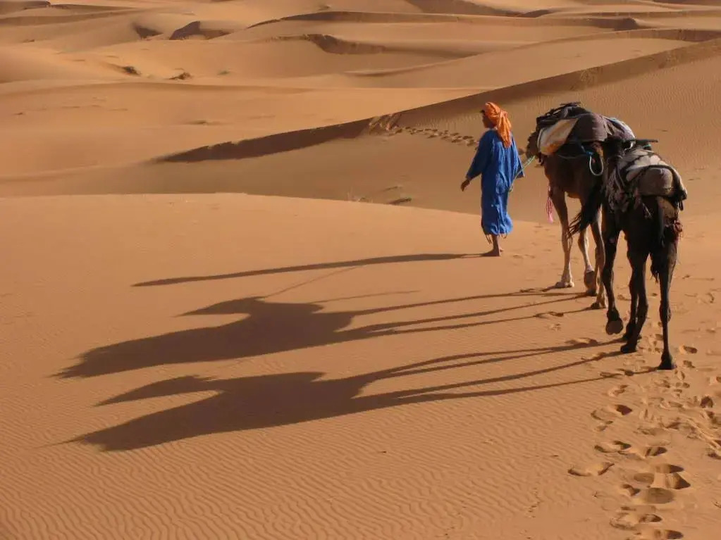 Camels House