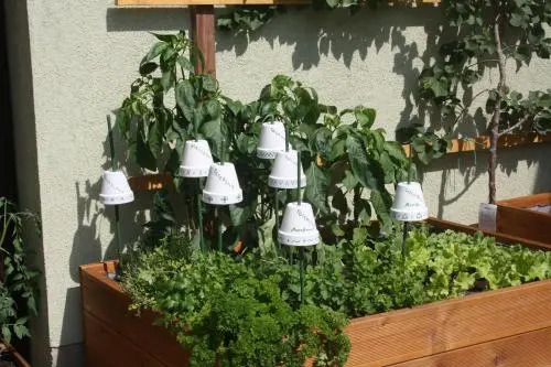 Zur Weinlaube