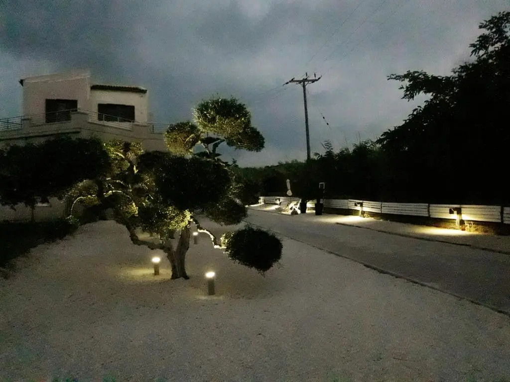 3 Olive Trees