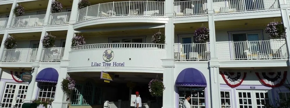 Lilac Tree Suites