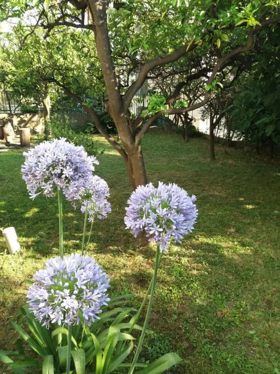 Guest House Topla