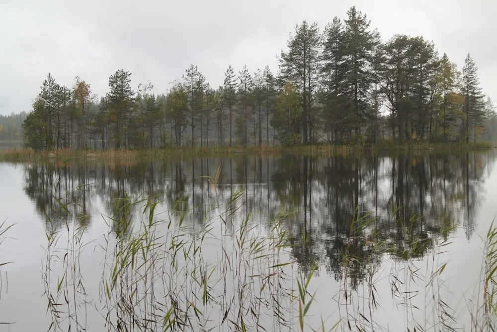 Koivuniemi