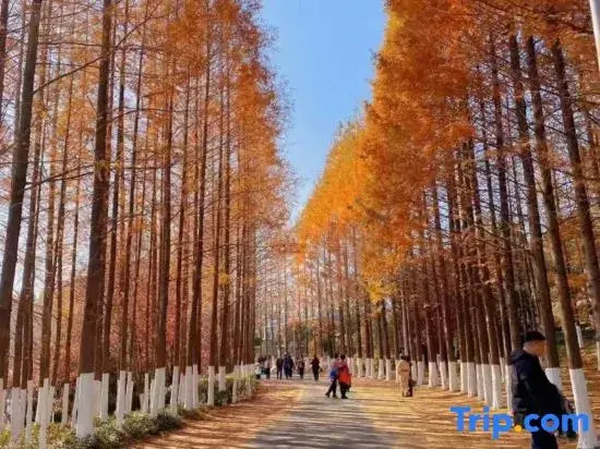 Xana Lite Hotel (Qingdao Taidong Commercial Street Haibohe Subway Station)