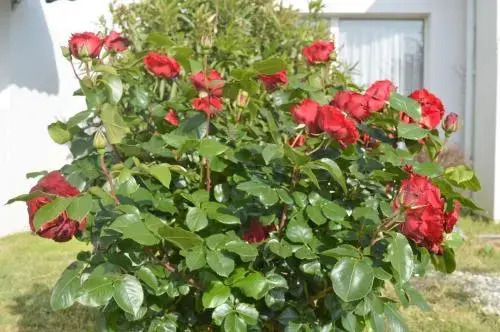 Les Jardins dOléron