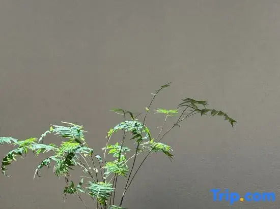 Yifangyan · Zen Light Luxury Homestay (Fenghuang Ancient Town Hongqiao)