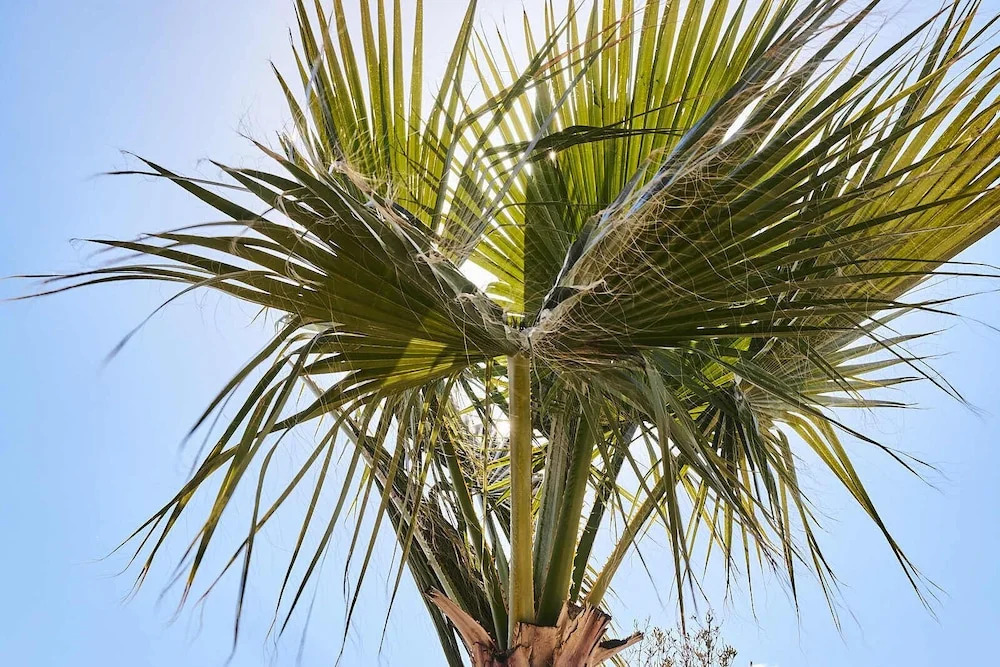 Finca las Calmas Adults Only Boutique Retreat & Dining Experience