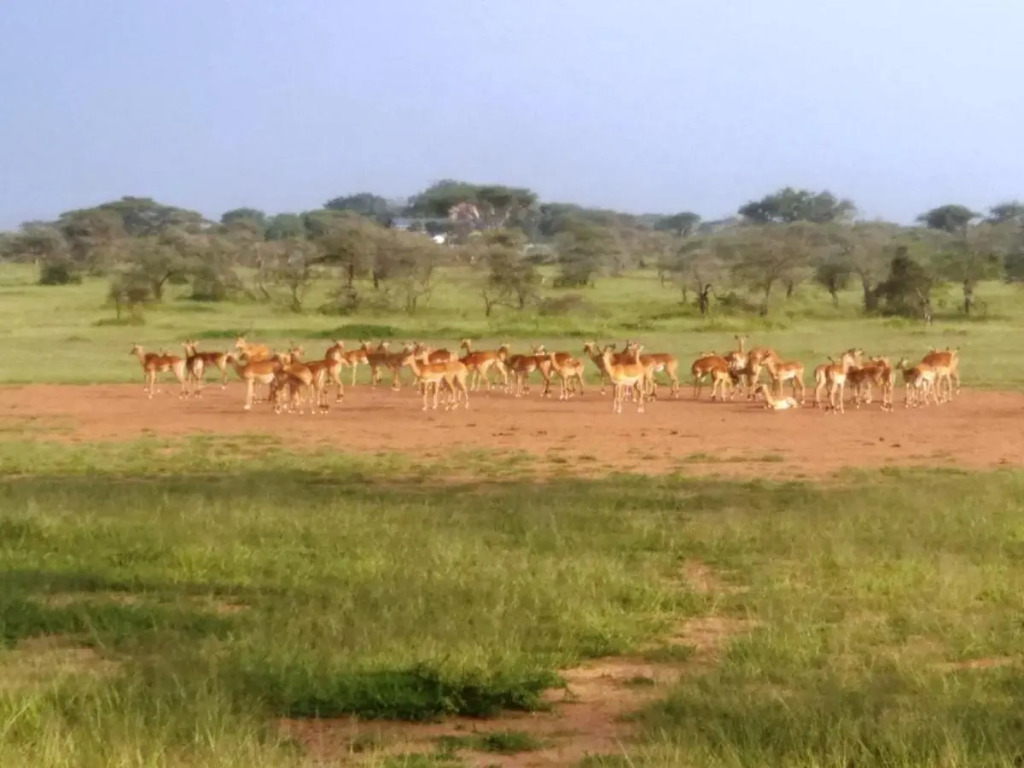 Seronera Wildlife Lodge