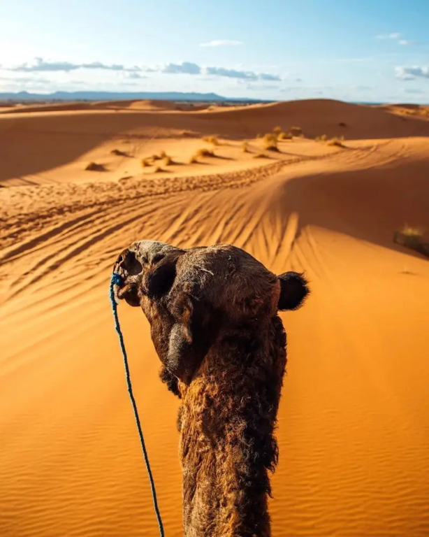 Desert Domes Camp