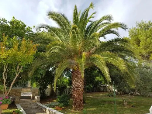 Apartment Rosa