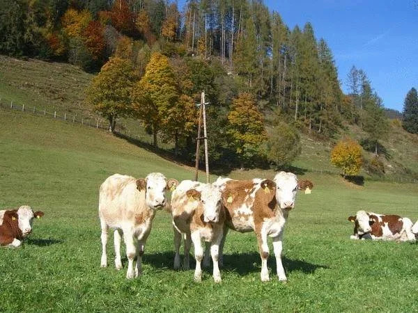 Obersinnlehenhof