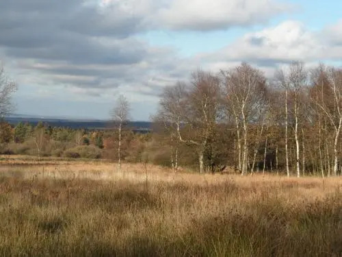 The Cottage