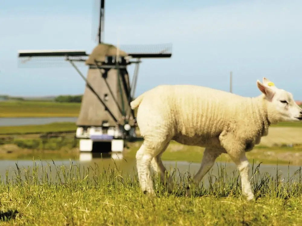 Traditional Villa With Dishwasher on Texel Near the Sea