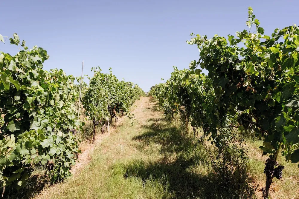 Villa Podere 109 - BioWine