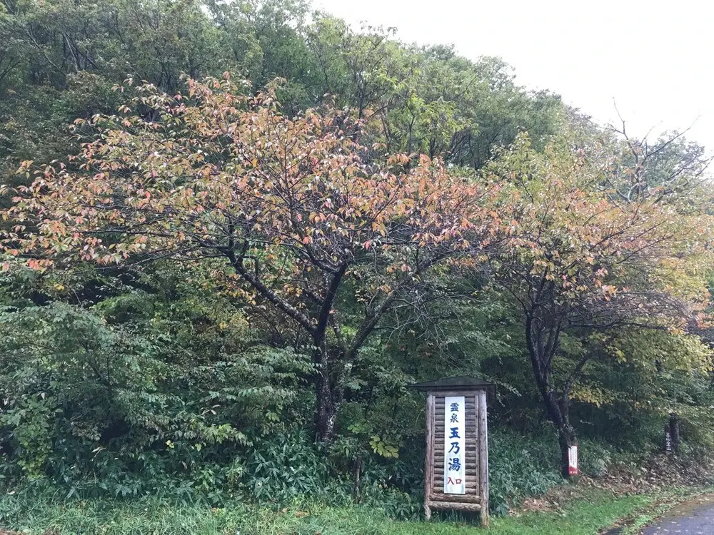 Tamanoyu