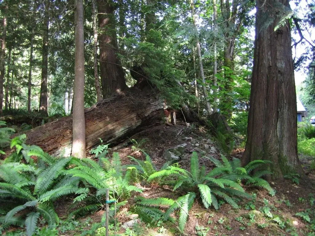 Malaspina Bed and Breakfast