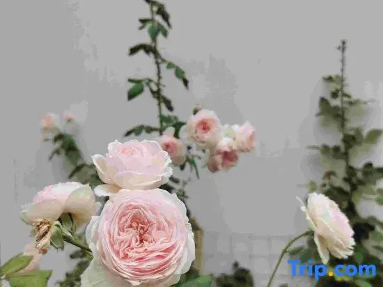 Tianjin Shujian Jiuli Homestay