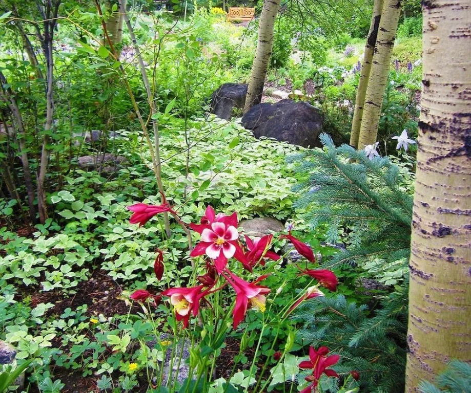 Foxtail Gardens