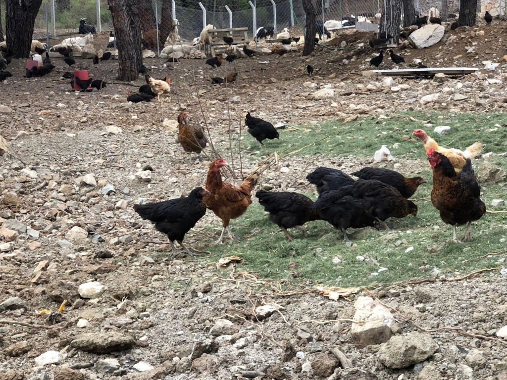 Durusu Ciftlik Evleri
