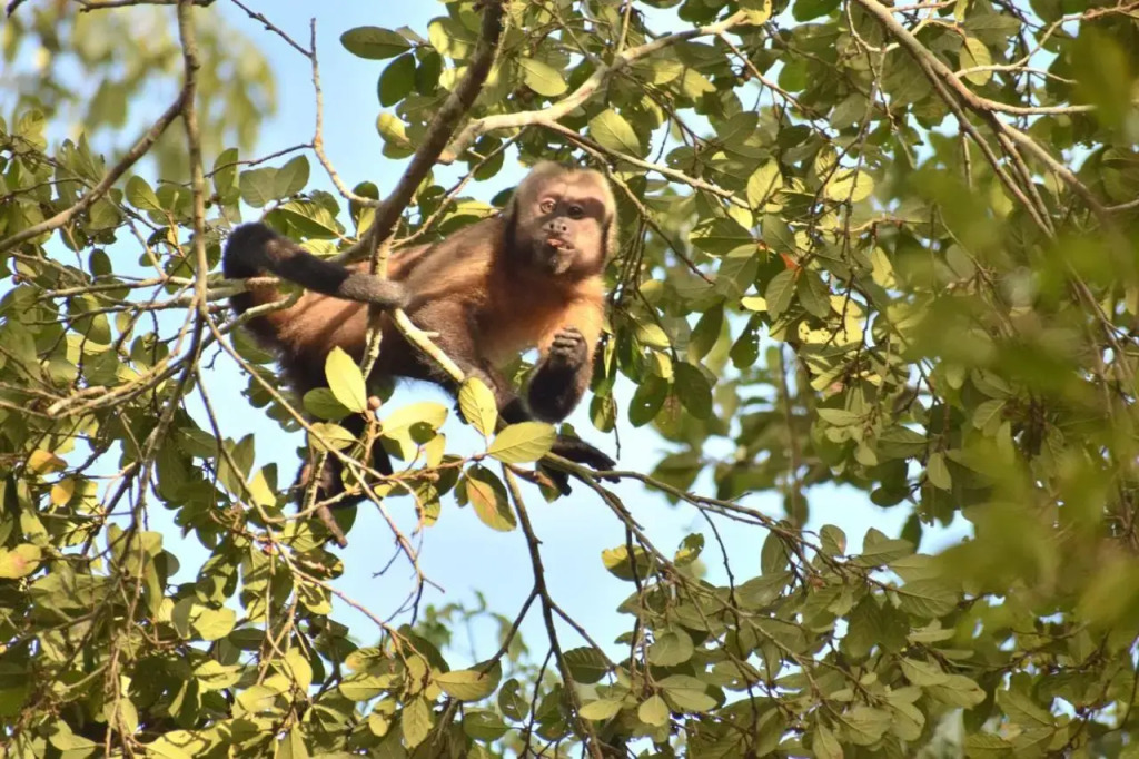 Jungle Wolf Expeditions Lodge & Tours Iquitos