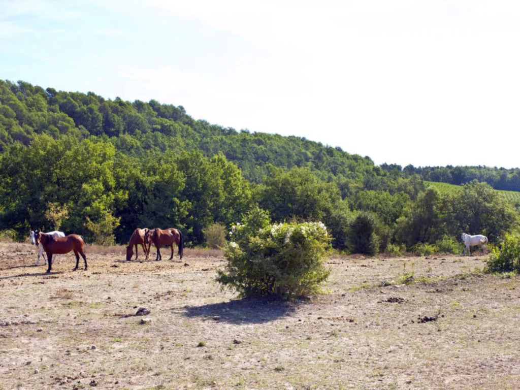 Les Piboules (LLI150)